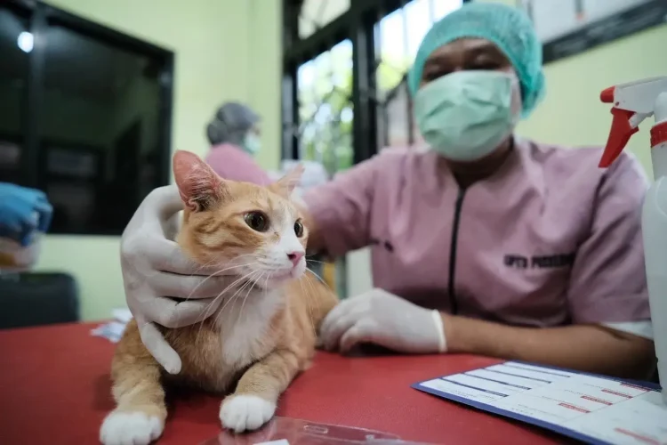 Pemkot Depok Hadirkan Rabies Center